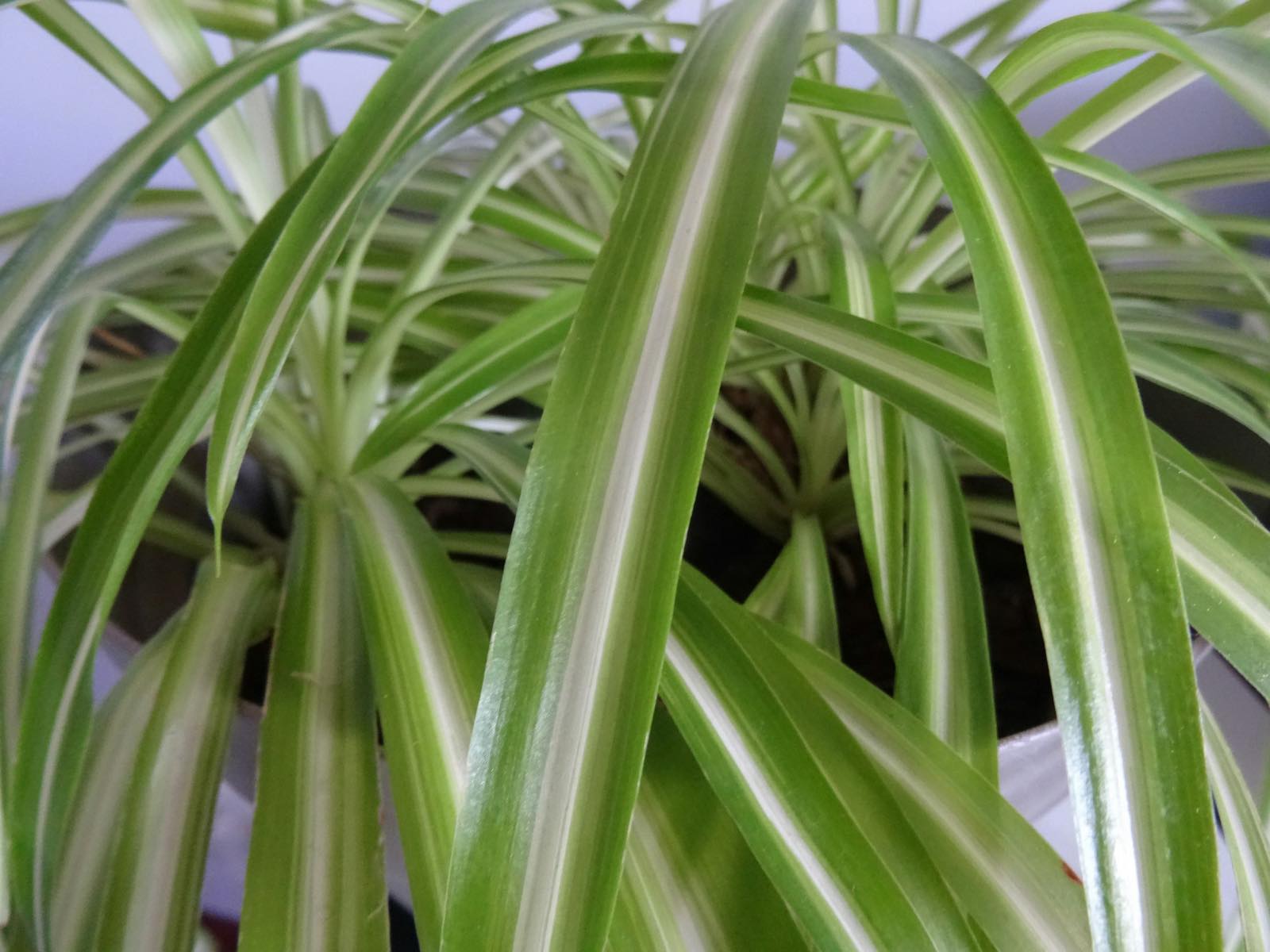 decoración con plantas de interior, planta araña con hojas alargadas