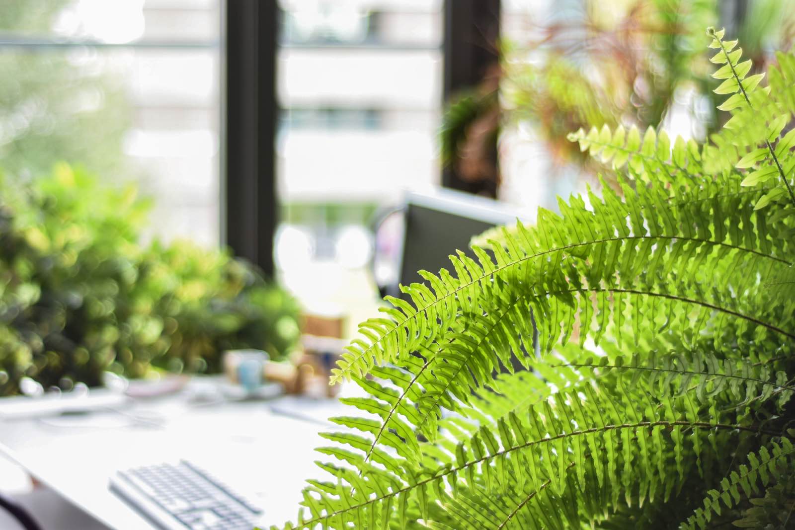 decoración con plantas de interior, helecho, hojas verdes