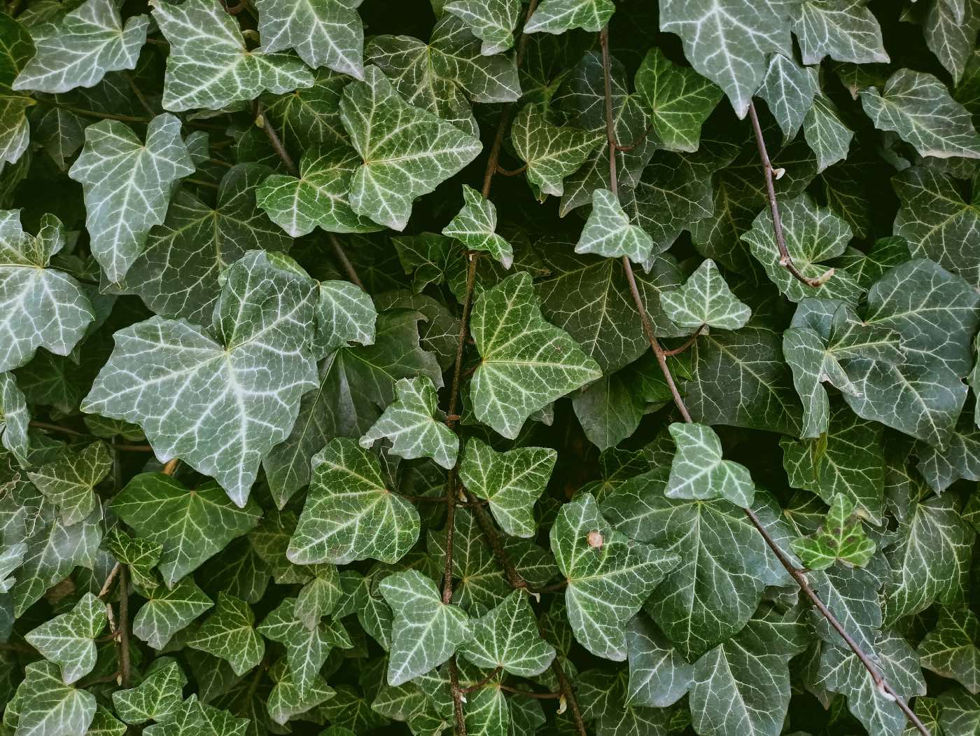 plantas de interior para decorar la casa, hiedras