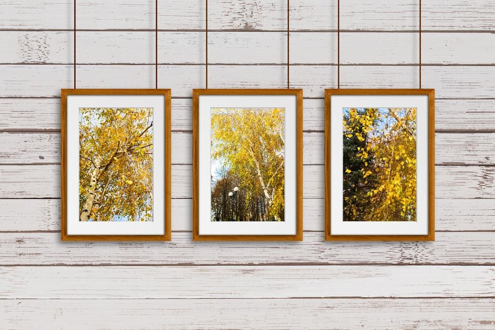 three photographs of trees