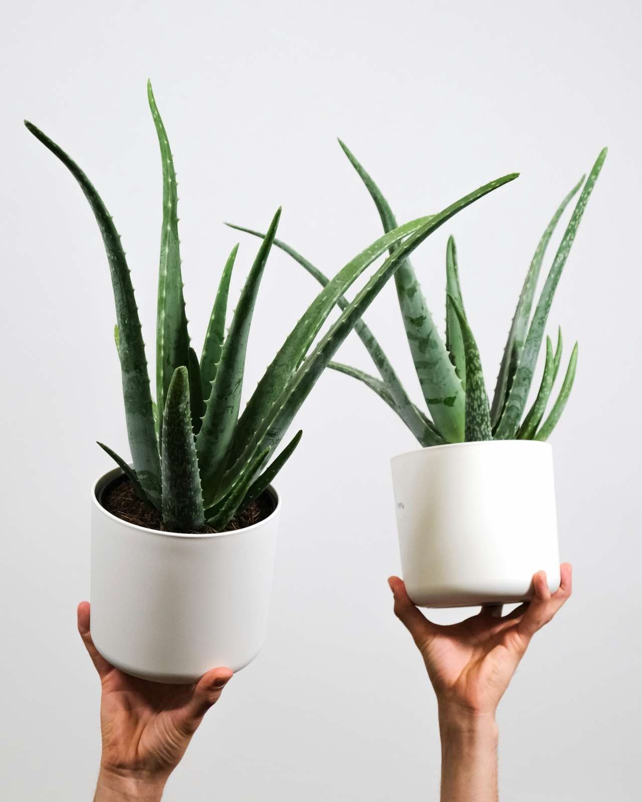 The 15 Best Houseplants for Home Decor, aloe vera