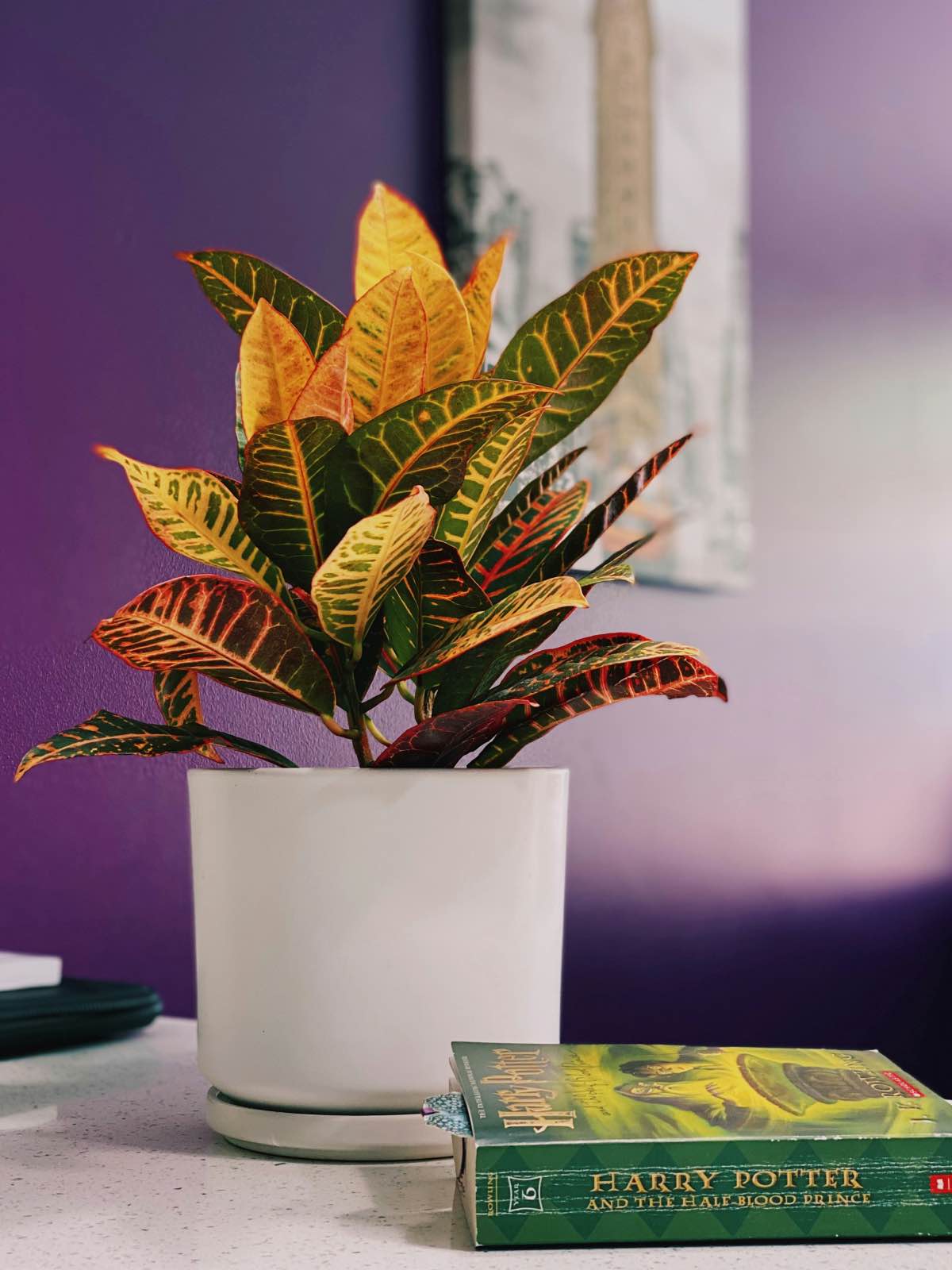 The 15 Best Houseplants for Home Decor, croton plant