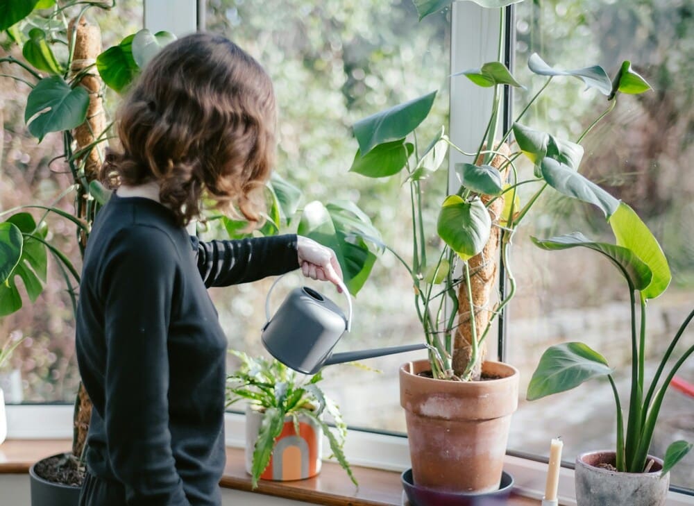 mulher regando plantas para dentro de casa