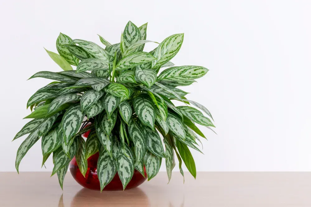 lush Chinese evergreen in a red pot