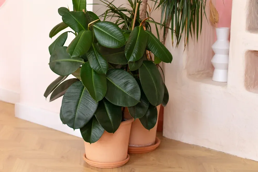 Green ficus plants in terracotta pots