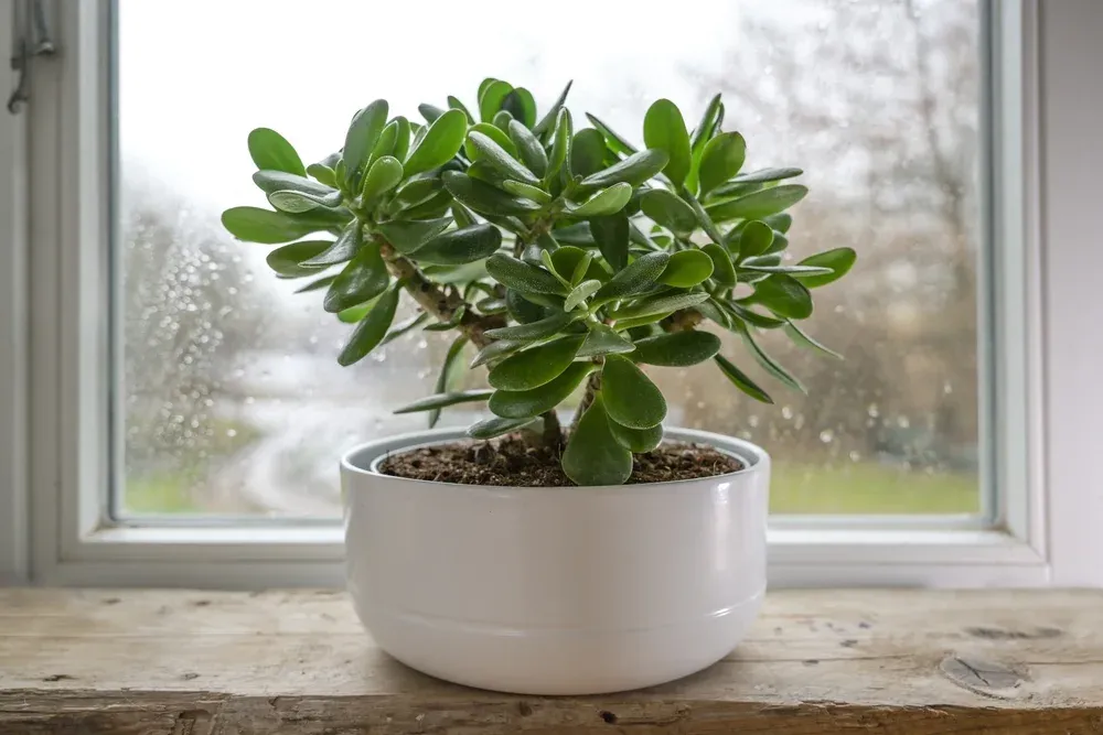 potted Jade plant