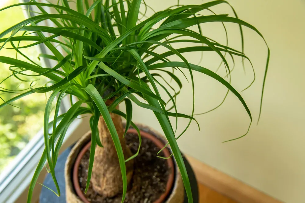 Close up of the ponytail palm houseplant