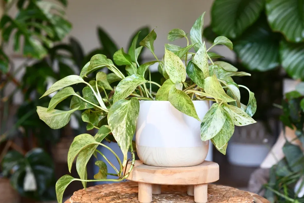 potted pothos plant