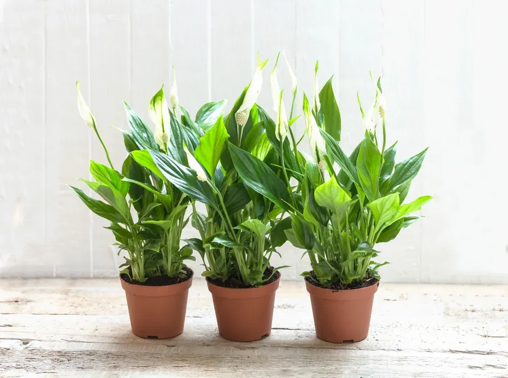 three pots of potted white lilies
