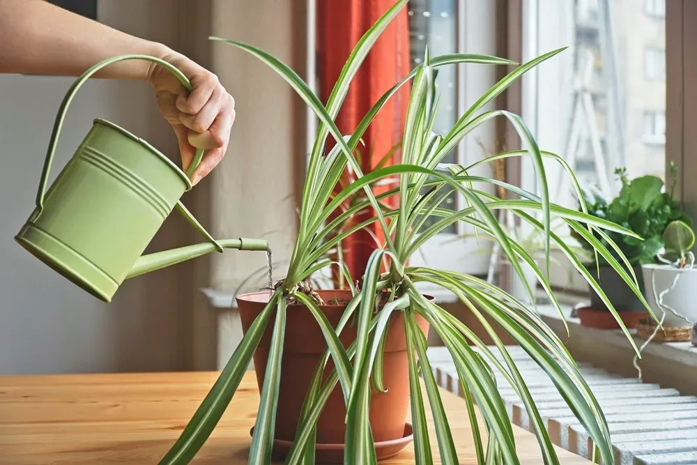 person watering spider plant with a watering can
