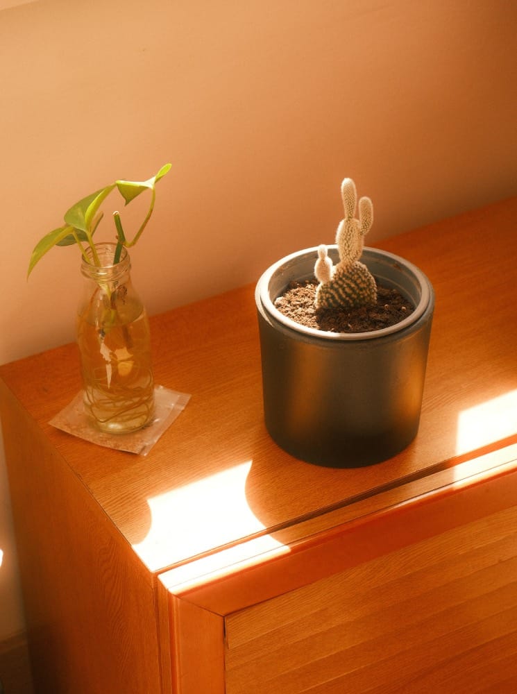 Holzmöbel-Pflege: Sonne scheint auf Holzoberfläche, neben einem Kaktus und einigen Efeututen in Wasser