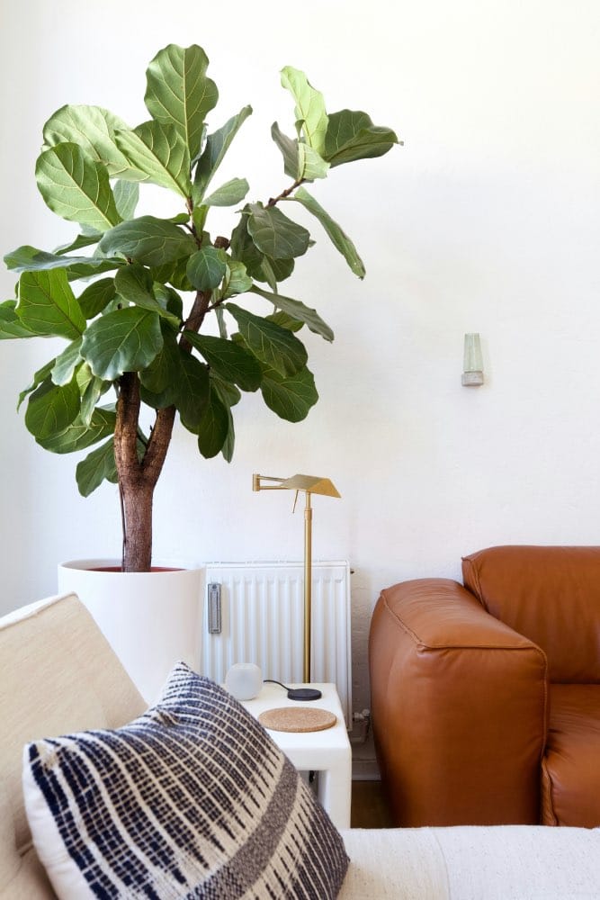 Cómo dividir un piso pequeño con plantas