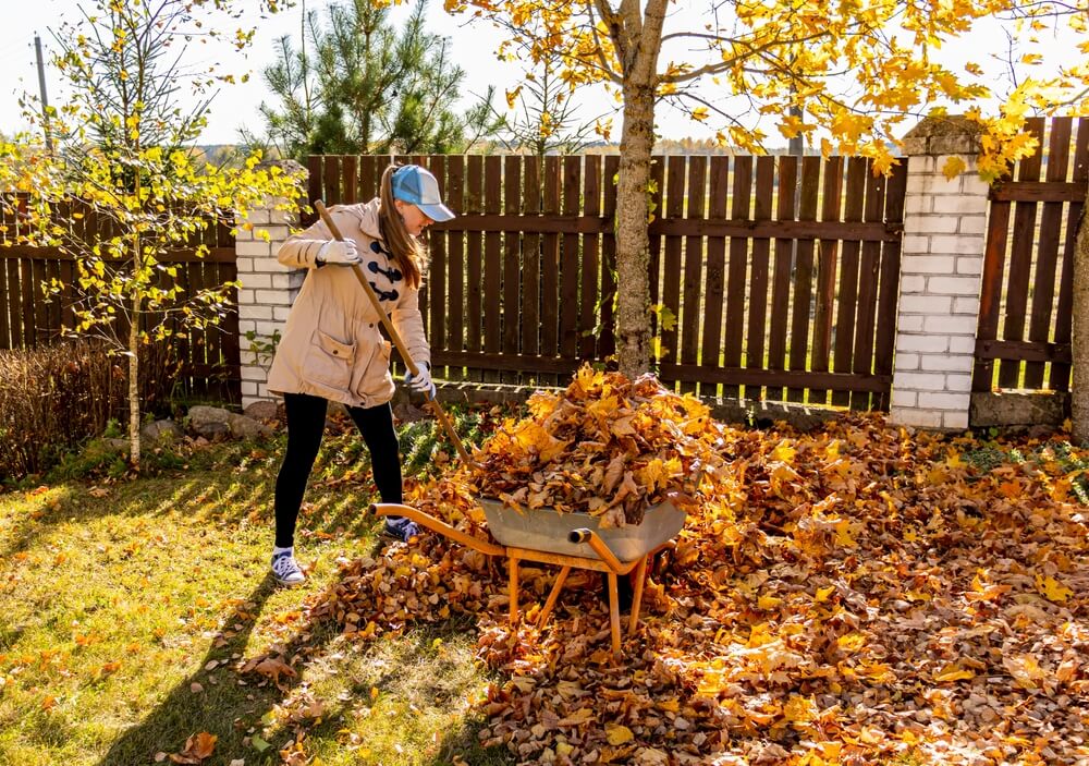 Woman in a blue hat raking colorful leaves onto a barrel
