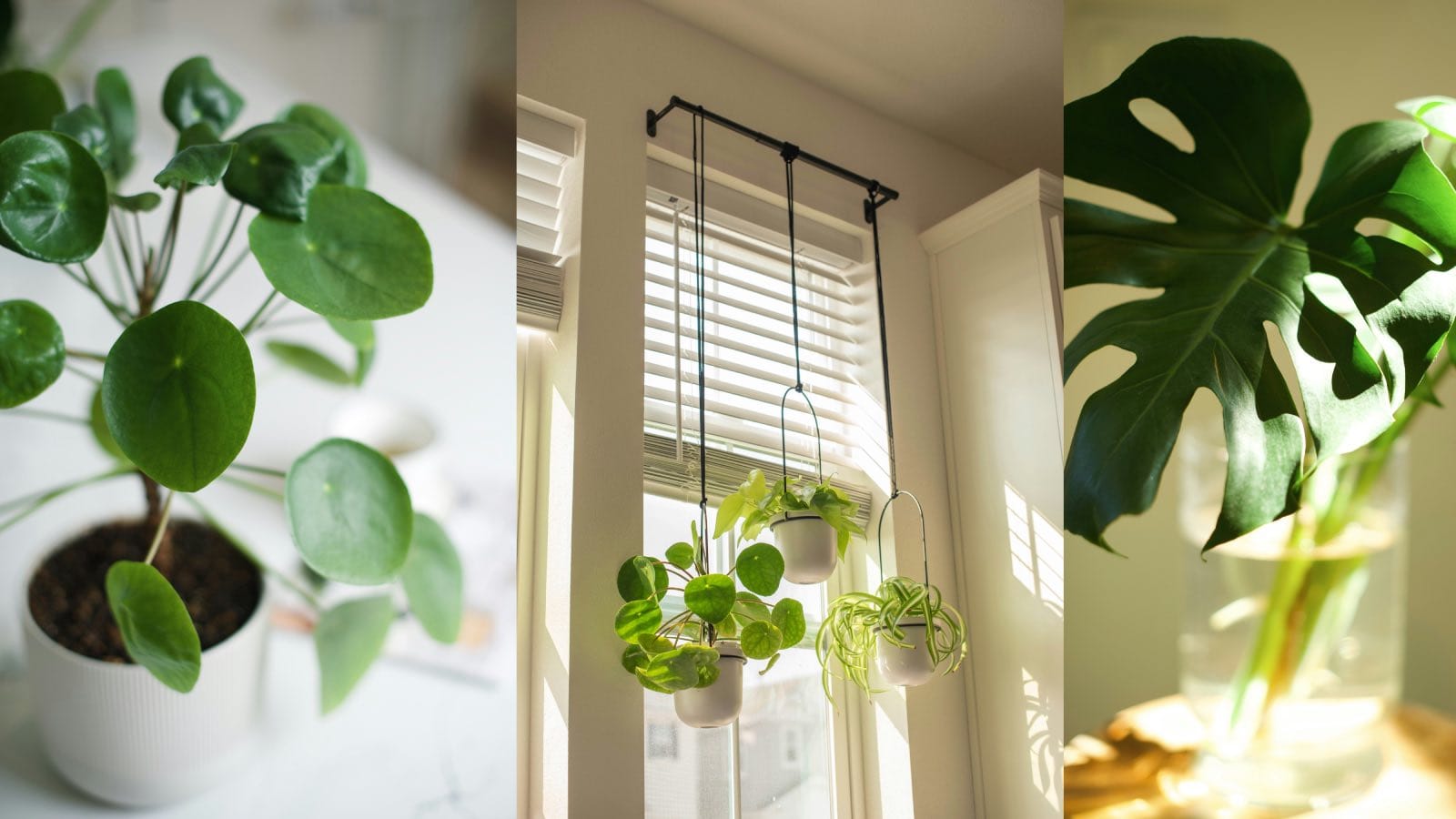 plantas de interior para decorar la casa, hojas verdes bonitas