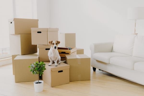собака на коробках в новой квартире, которой требуется дизайн интерьера